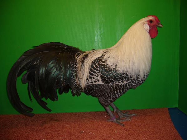 Gallina Westfalische Totleger argentata