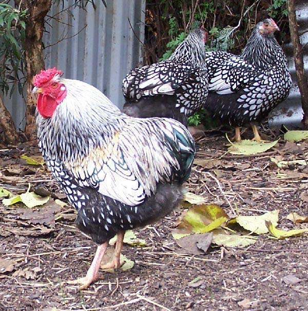 Wyandotte reticolata colorazione argentata e colorazione columbia 