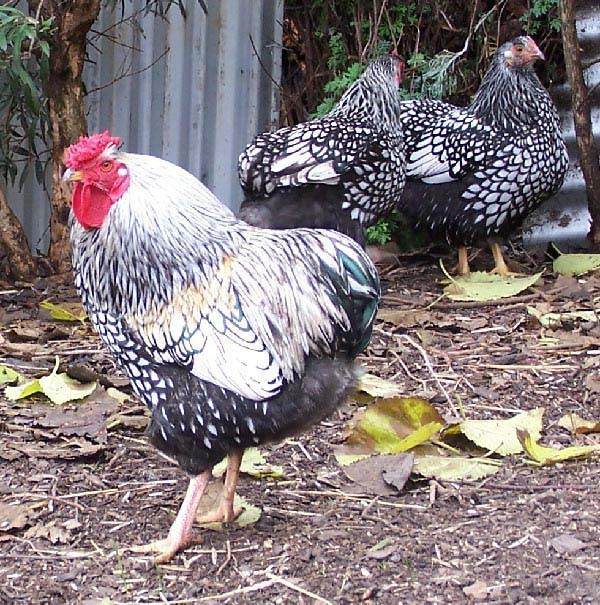 Wyandotte reticolata colorazione argentata e colorazione columbia 