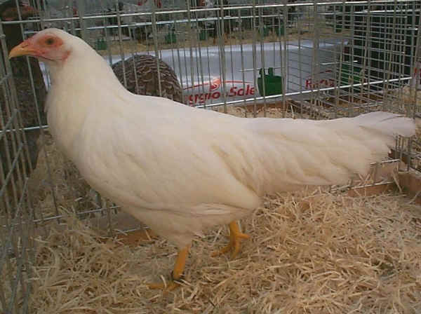 Gallina di razza Yokohama bianca 