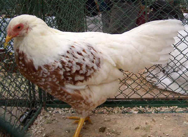 Gallina di razza Yokohama sellato rossa 