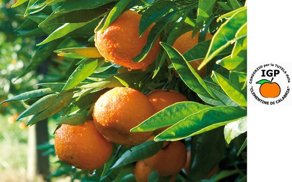 Clementine di Calabria IGP