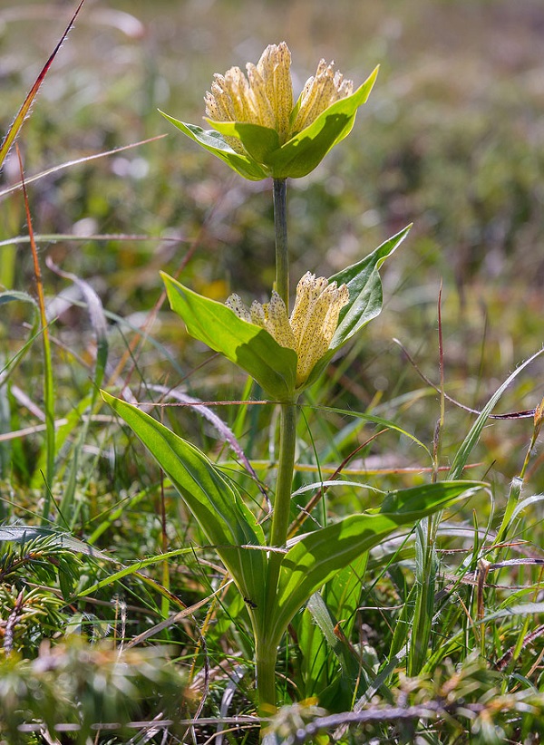 Genziana Trentina IG o Genziana del Trentino IG