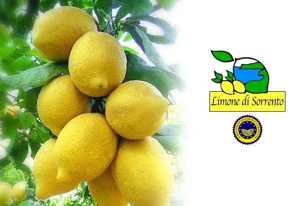 Limone di Sorrento IGP