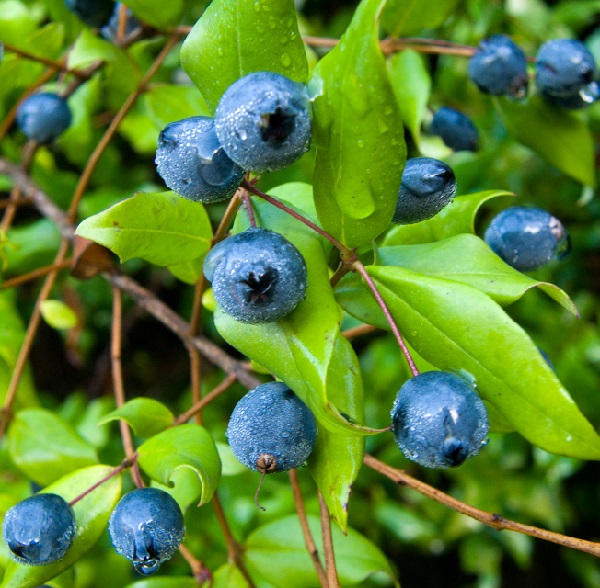 Mirto di Sardegna