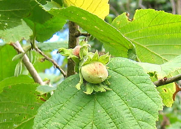 Nocciola Romana Dop