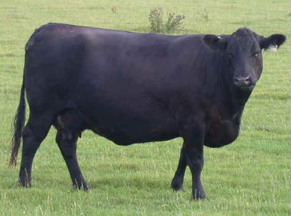 Vacca di razza Aberdeen Angus