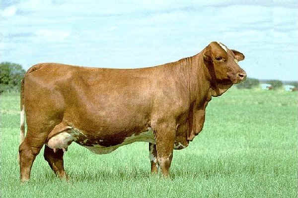 Vacca di razza Beefmaster