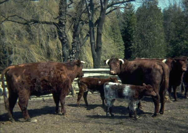 Vacche di razza Beef Shorthorn