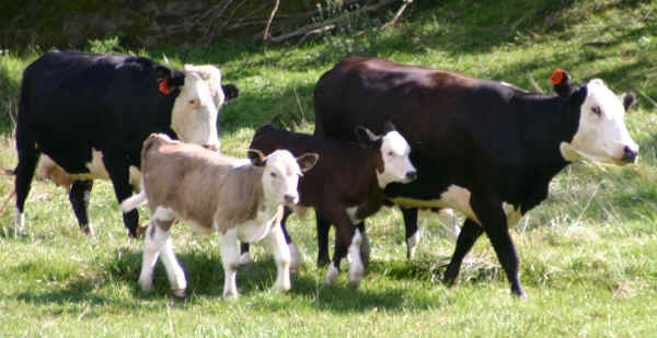 Vacche con vitelli di razza Black Whitefaces