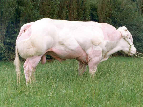 Toro di razza Blanc-Bleu Belga colorazione bianco crema