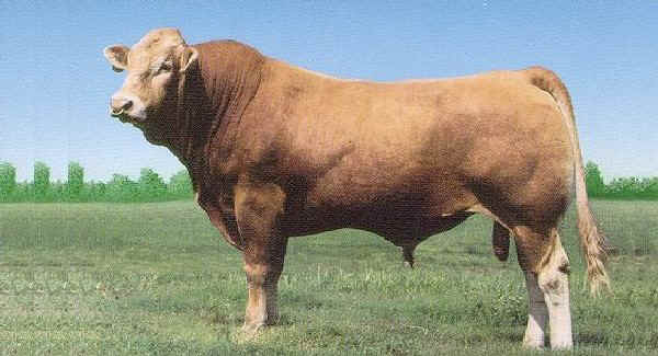 Toro di razza Blonde d'Aquitaine USA