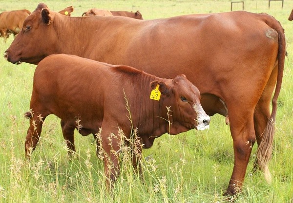 Vacca e vitello di razza Bonsmara