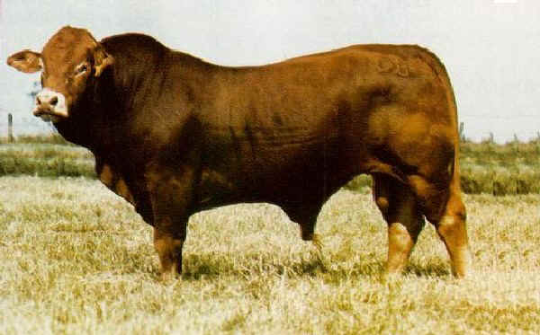 Toro di razza Brahmousin