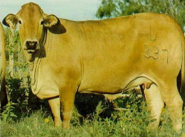 Vacca di razza Brahmousin