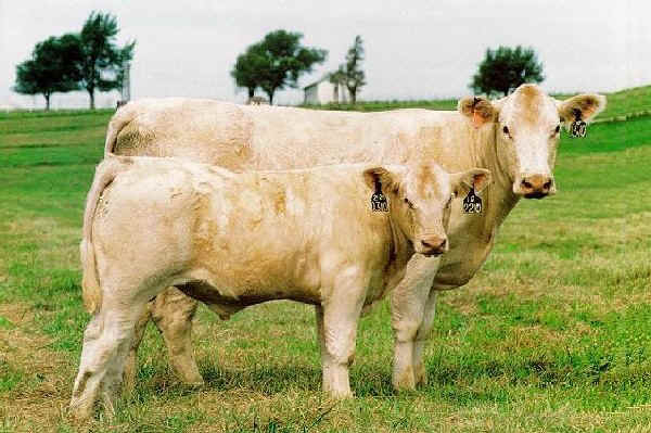 Vacca con vitello di razza Charolaise USA