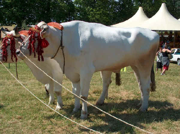 Tori di razza Chianina 