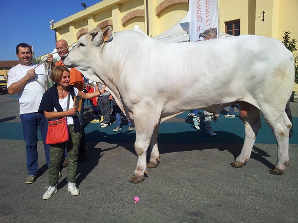 Lactato de amonio prohibido cetosis bovina