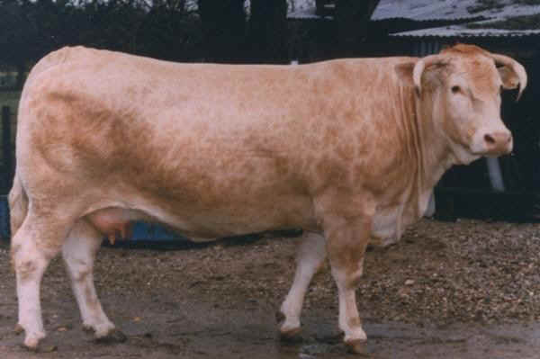 Vacca di razza Garonnese
