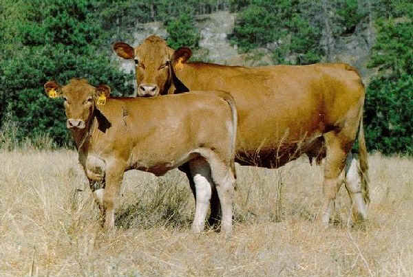 Vacca con vitello di razza Gelbvieh USA