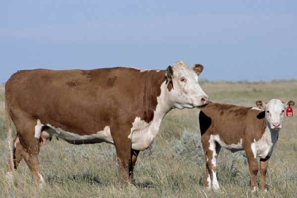 Vacca con vitello di razza Hereford