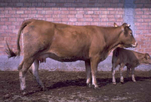 Vacca di razza Limousine