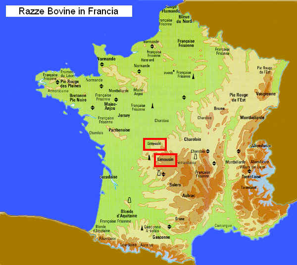 Zone di allevamento della razza Limousine in Francia