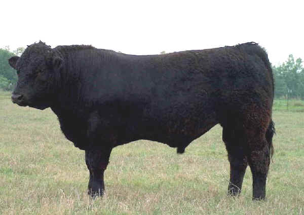 Toro di razza Limousine USA a mantello nero