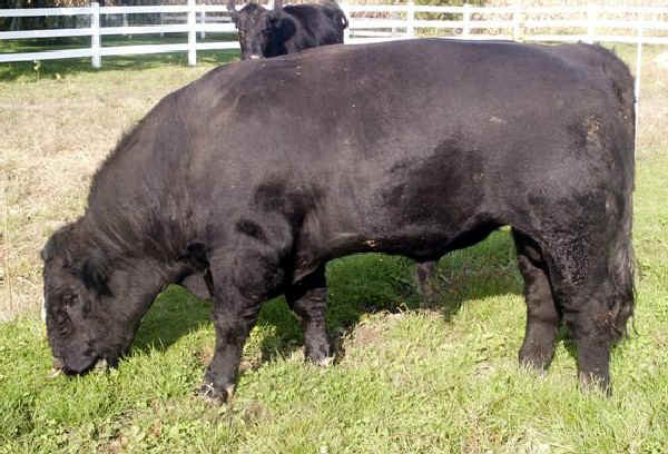 Toro di razza Maine Anjou USA nero