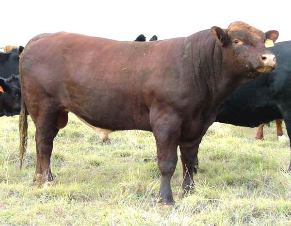 Toro di razza Maine Anjou USA rosso