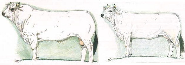 Toro e vacca ideali