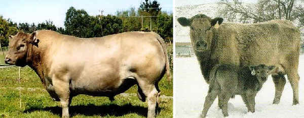 Toro e vacca di razza Murray Grey