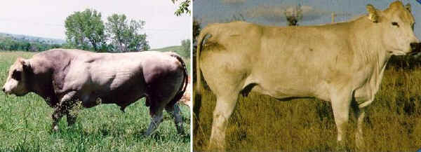Toro e vacca di razza Piedmontese USA