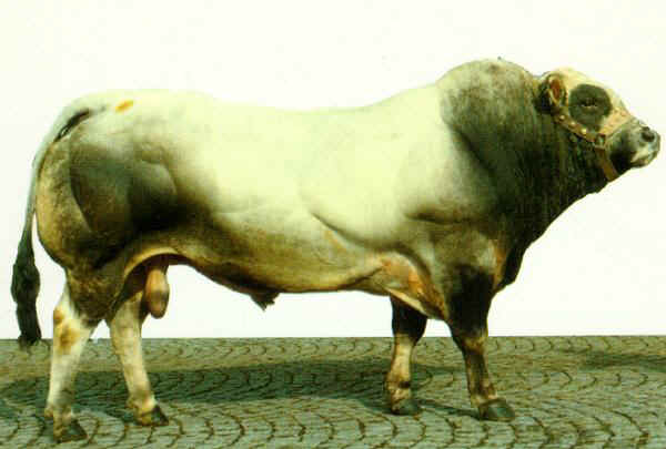 Toro di razza Piemontese