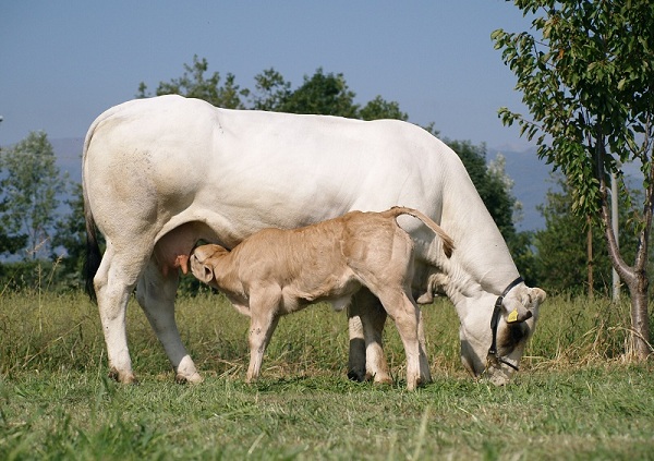 Razza Piemontese