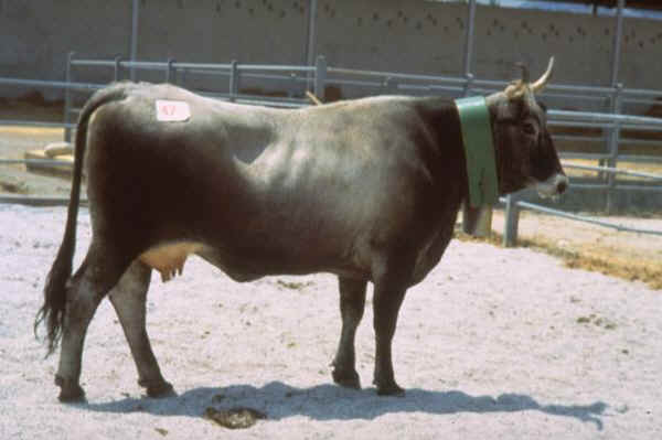 Vacca di razza Podolica a mantello scuro