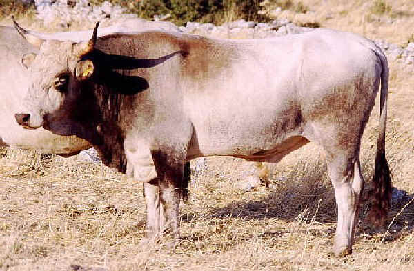 Toro di razza Podolica a mantello chiaro