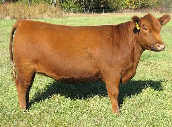 Vacca di razza Red Angus