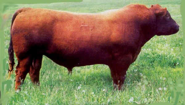 Toro di razza Red Angus