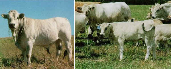 Toro, vacche e vitello di razza Romagnola USA