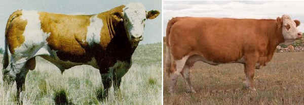 Toro e vacca di razza Simmental USA