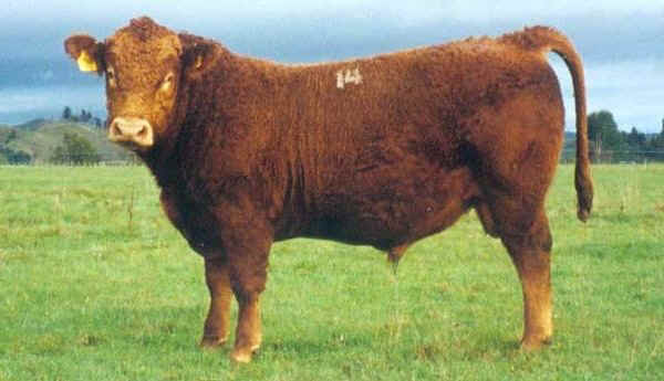 Toro di razza South Devon