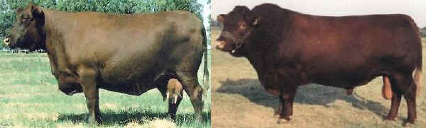 Vacca e toro di razza Sussex