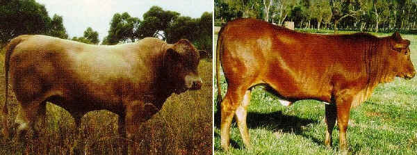 Toro e vacca di razza Tuli