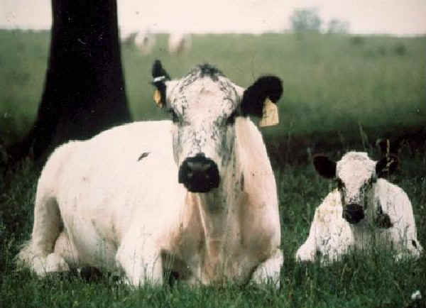 Vacca con vitello di razza White Park USA
