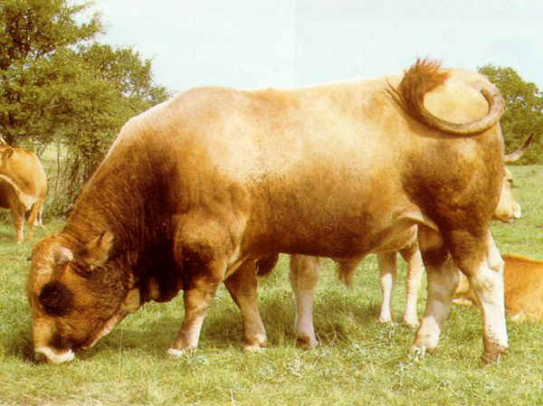 Toro di razza Aubrac