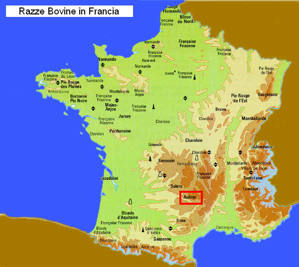 Zona di allevamento della razza Aubrac in Francia