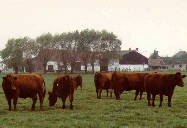 Bovine al pascolo di razza Belgian Red