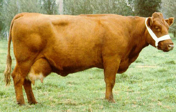 Vacca di razza Belgian Red