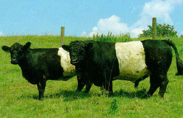 Vacca e toro di razza Belted Galloway